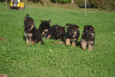 Of Breizh Shepherd - Berger Allemand Poil Long - Portée née le 17/08/2023