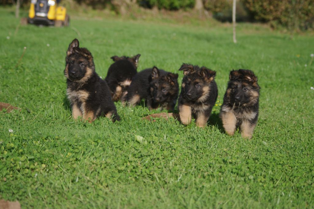 Of Breizh Shepherd - Berger Allemand Poil Long - Portée née le 17/08/2023