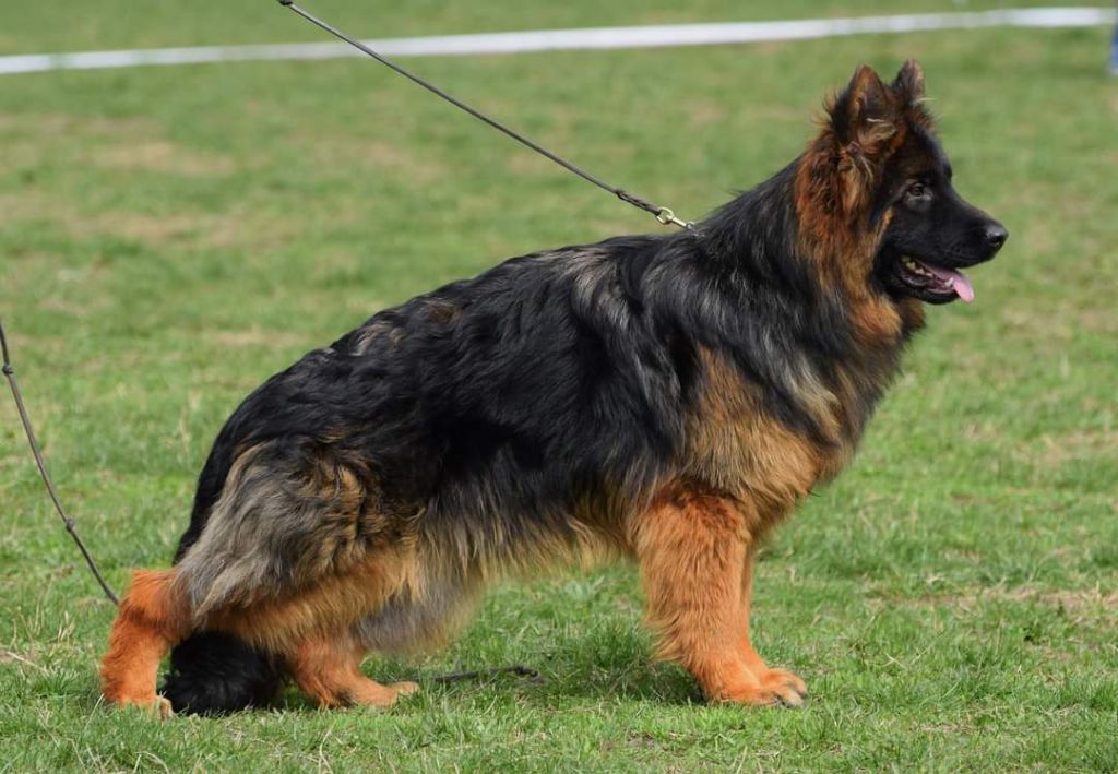 élevage Berger Allemand Poil Long Gros Gabarit Accueil - Elevage Of Breizh Shepherd - eleveur de chiens Berger